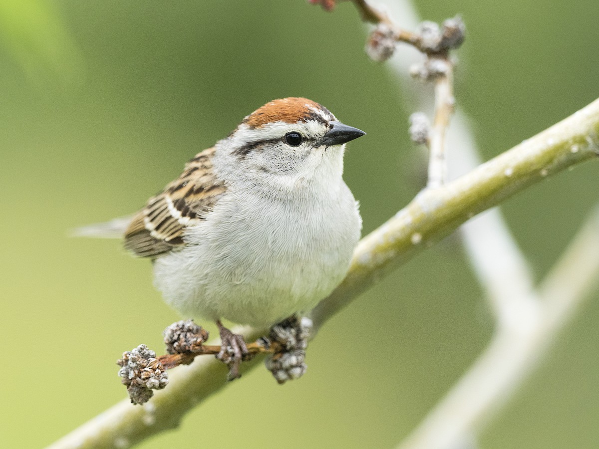 Chipping Sparrow - Brian Hoffe