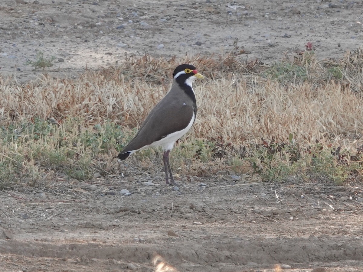 Banded Lapwing - ML616656978