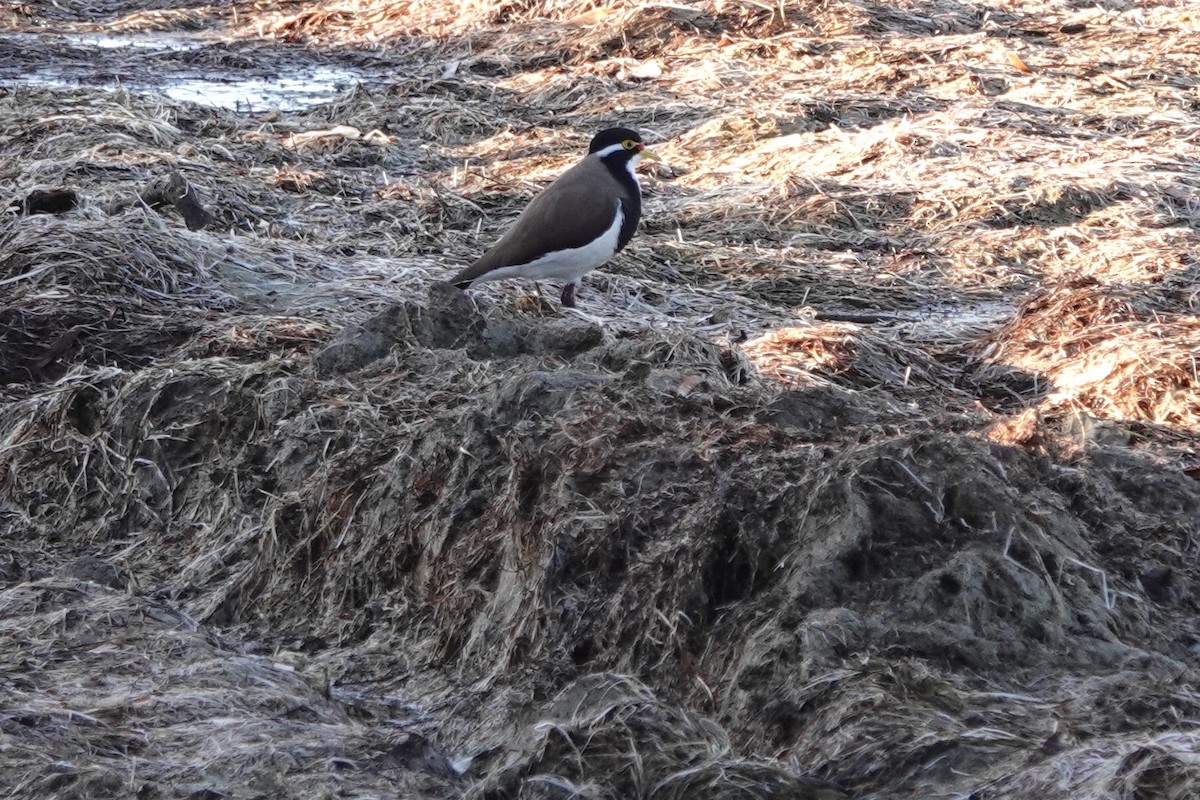 Banded Lapwing - ML616656979