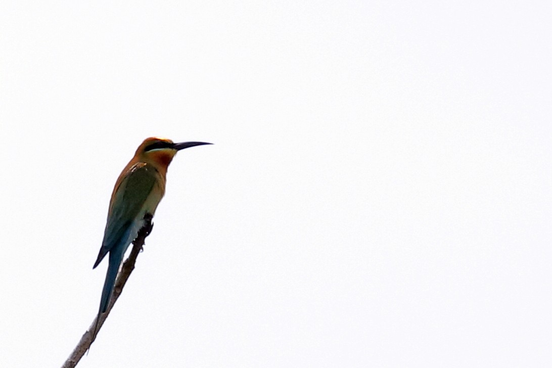 Blue-tailed Bee-eater - Zbigniew Swiacki