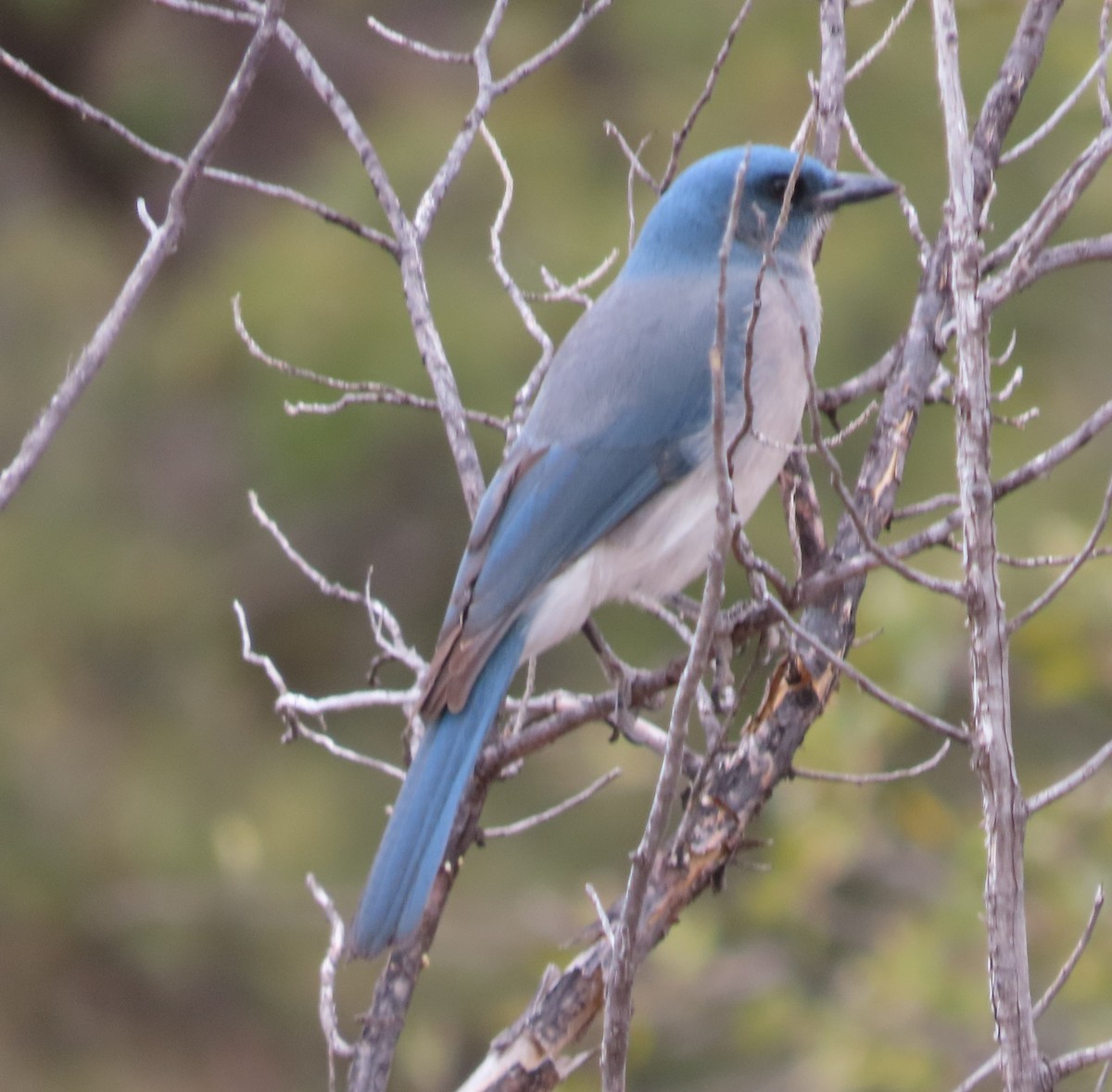 Mexican Jay - ML616657156
