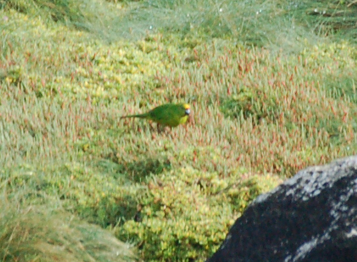 Chatham Islands Parakeet - ML616657167
