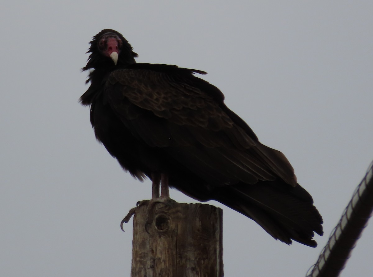 Turkey Vulture - ML616657190