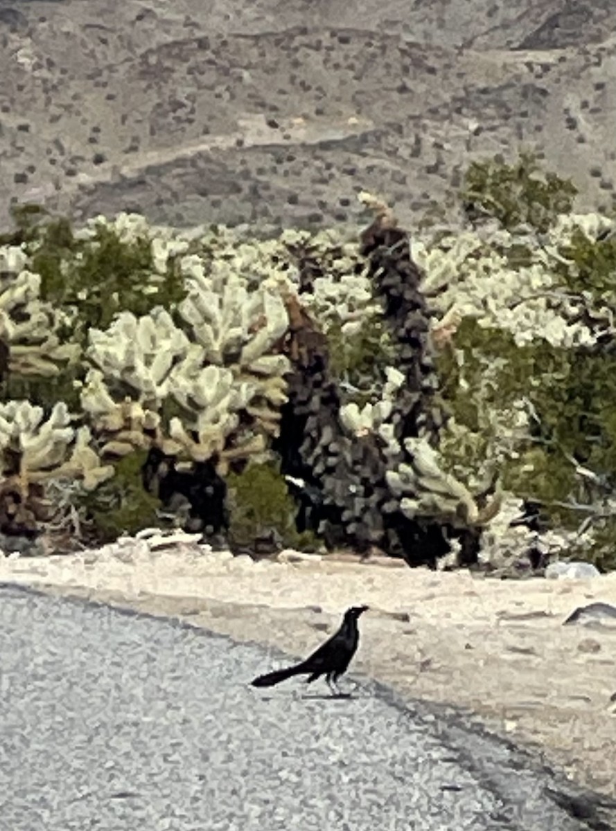 Great-tailed Grackle - ML616657263