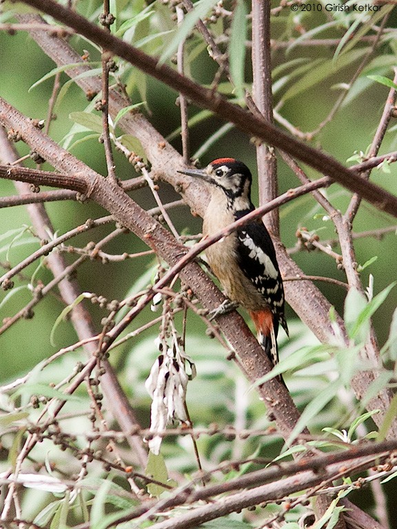 Himalayan Woodpecker - ML616657379