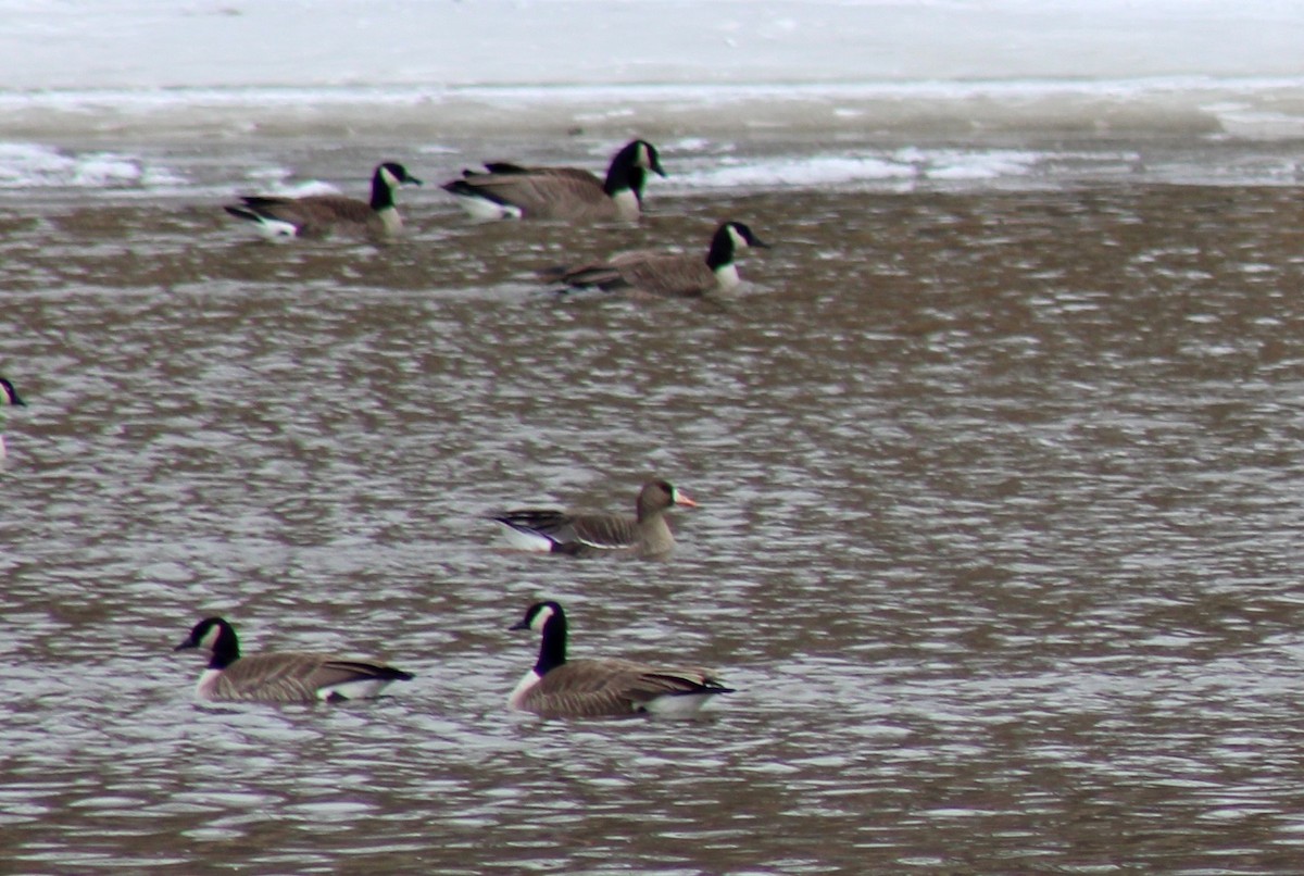 Greater White-fronted Goose - ML616657385