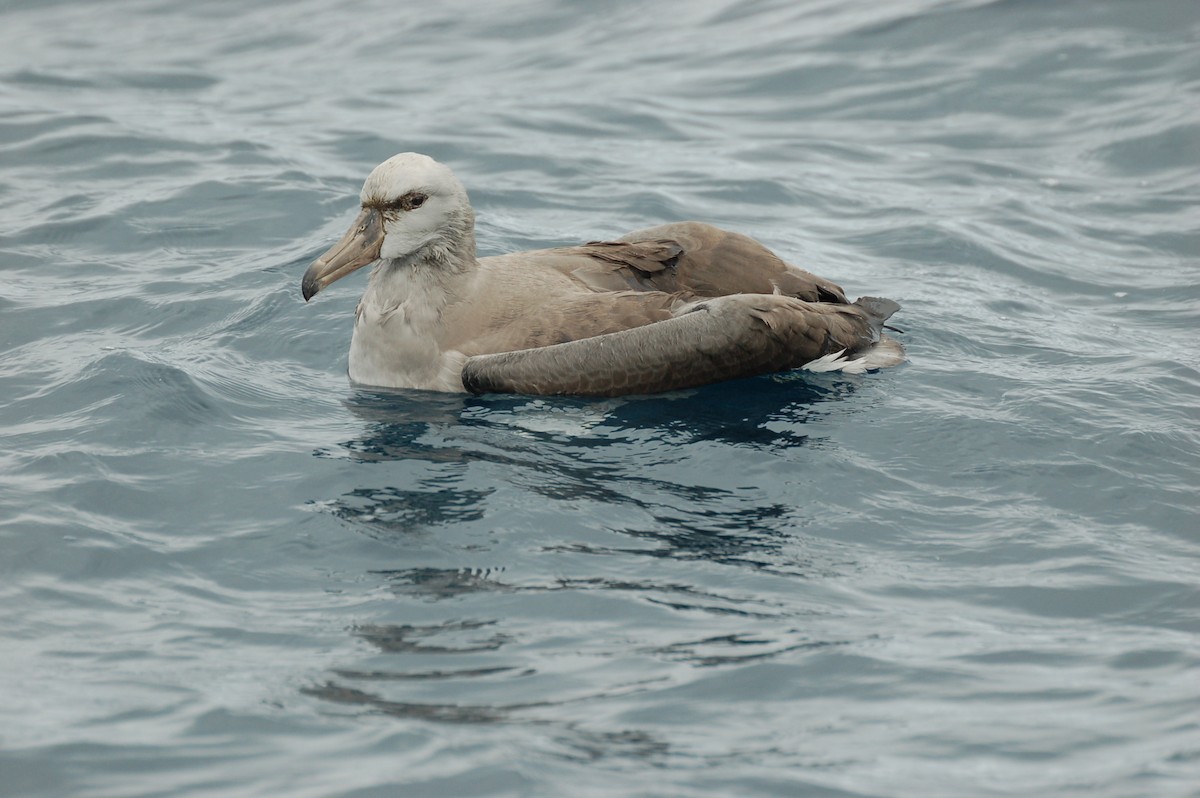 Albatros de las Chatham - ML616657408