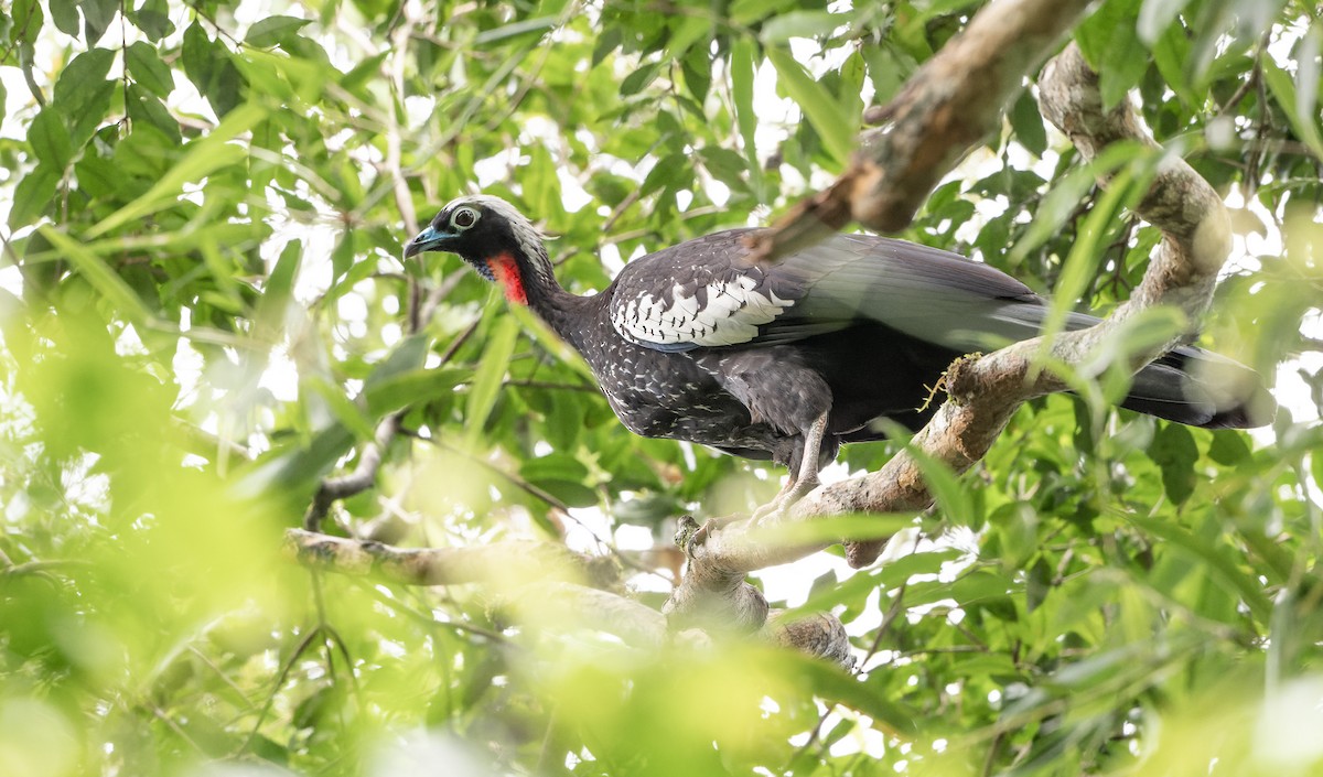 Black-fronted Piping-Guan - ML616657426