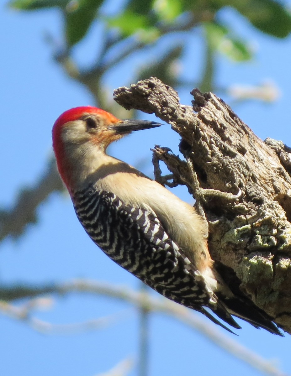 Red-bellied Woodpecker - ML616657460