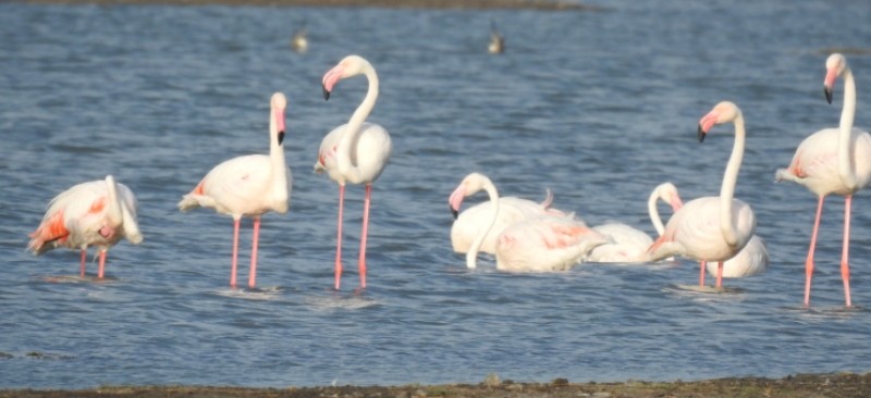 Greater Flamingo - ML616657678