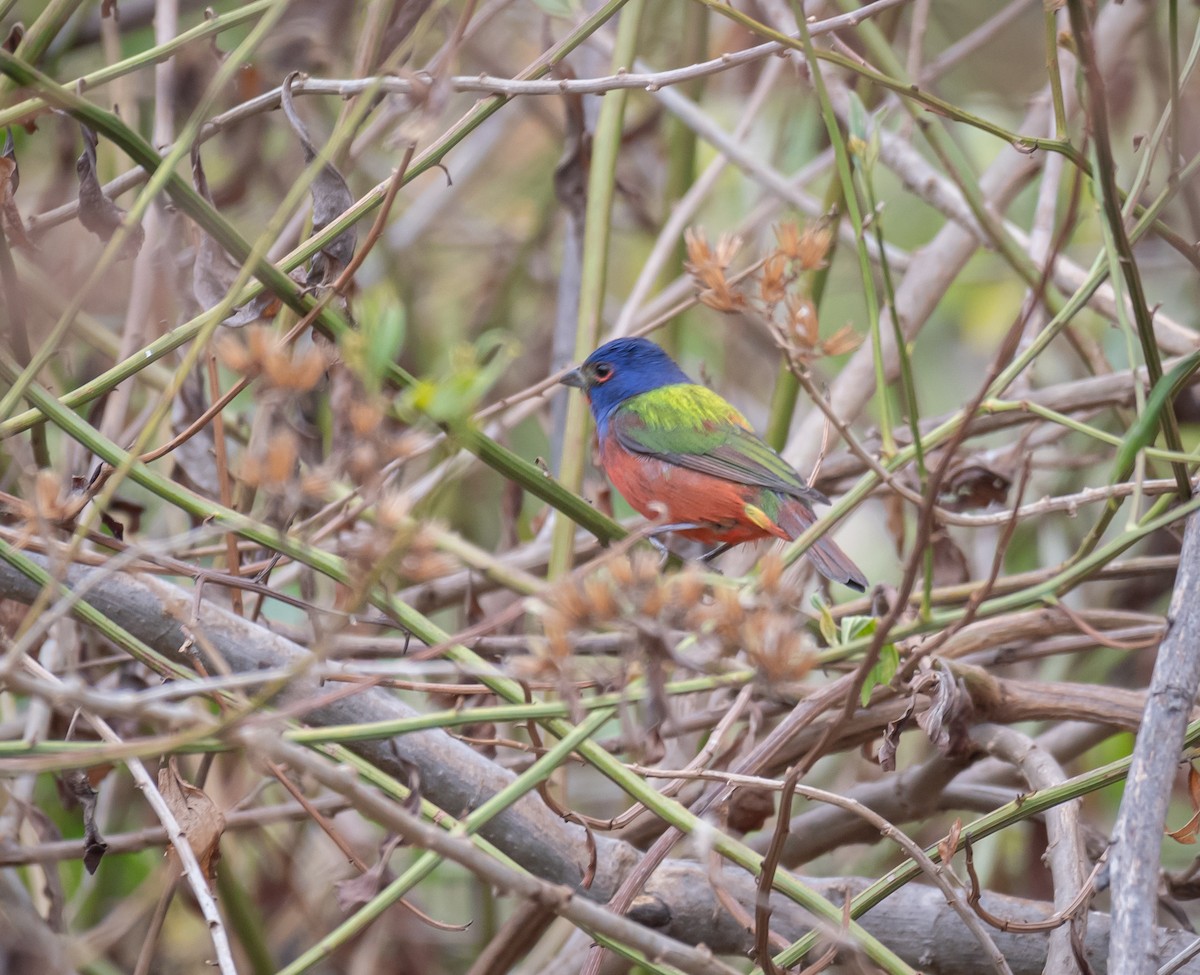 Painted Bunting - ML616657756