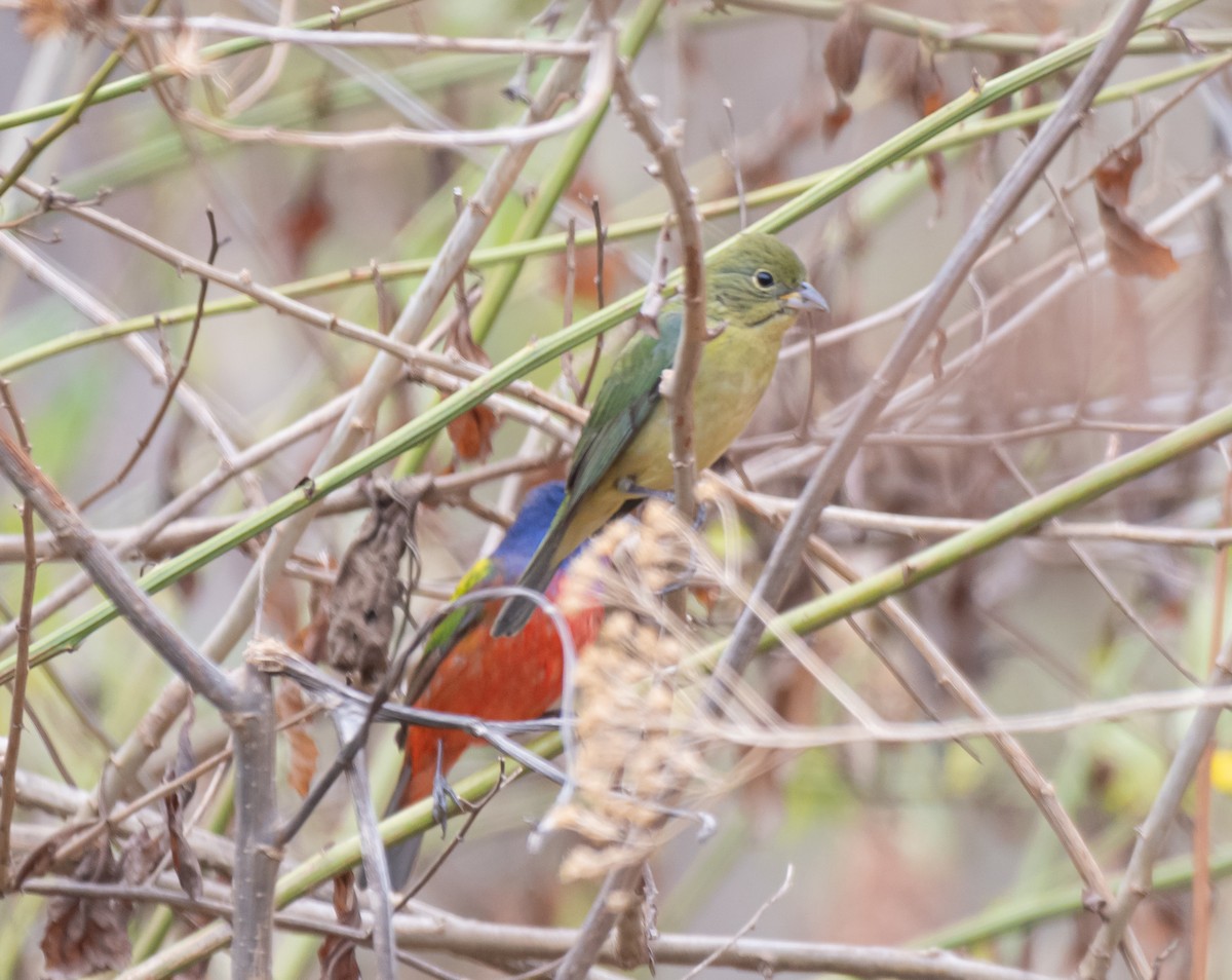 Painted Bunting - ML616657757
