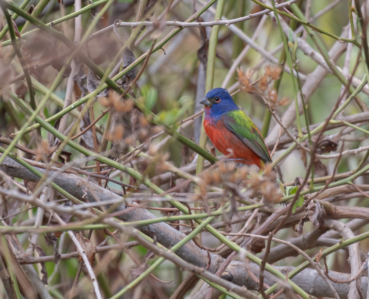Painted Bunting - ML616657758