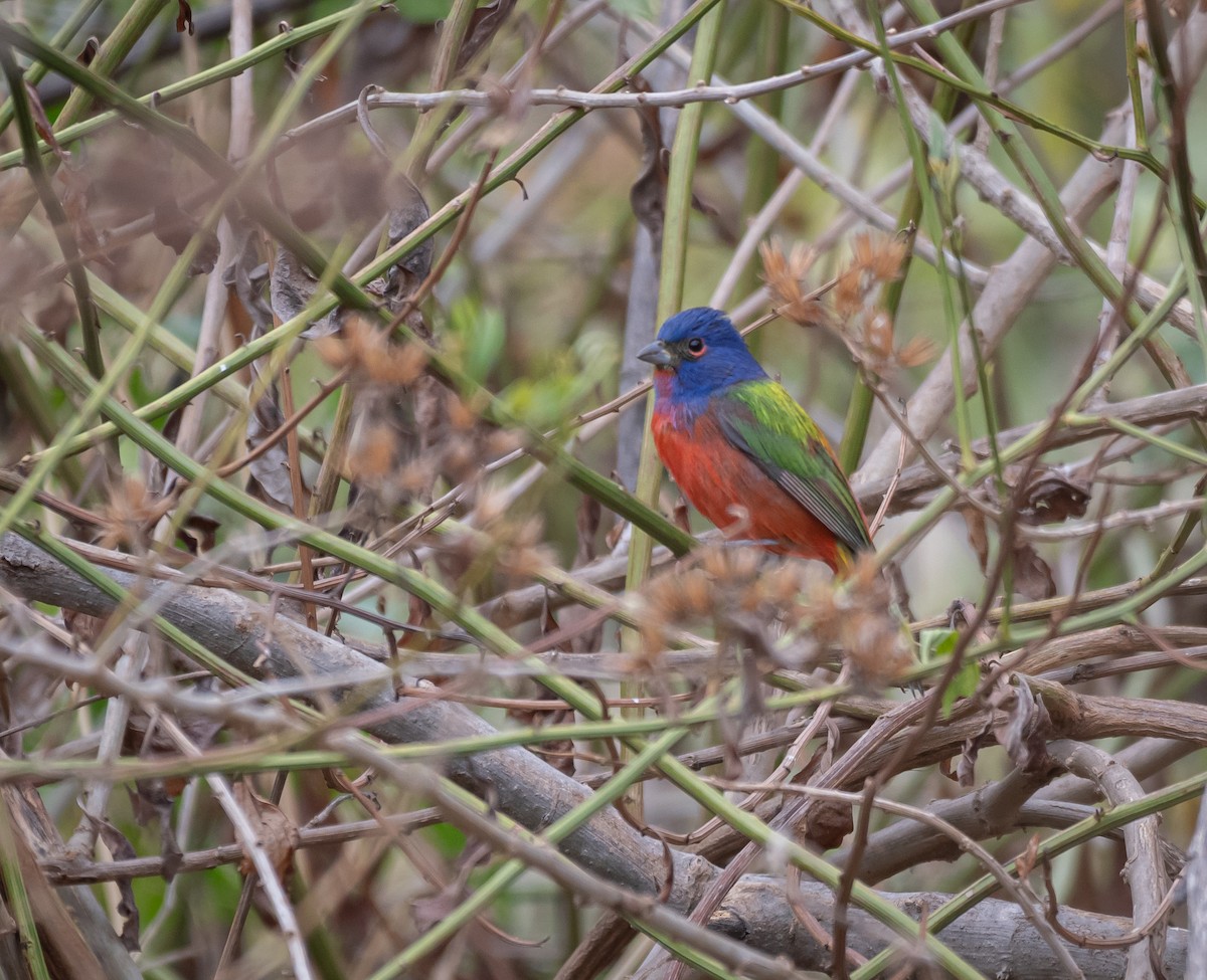 Painted Bunting - ML616657759