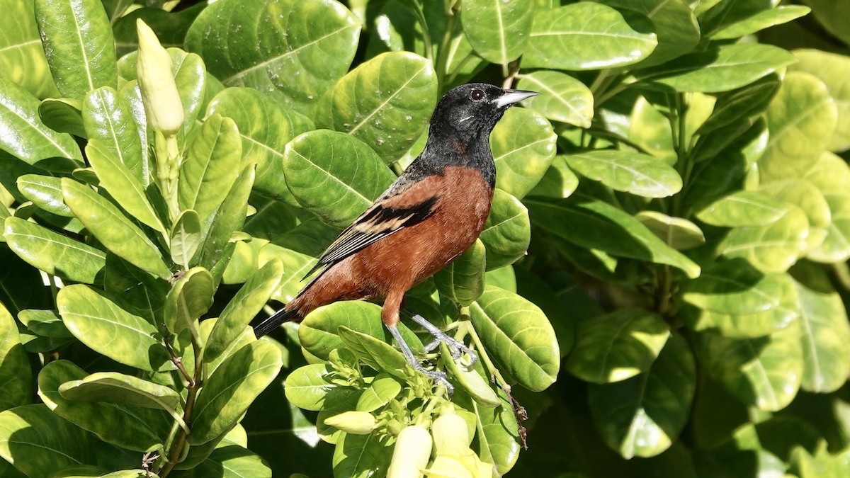 Orchard Oriole - ML616657767