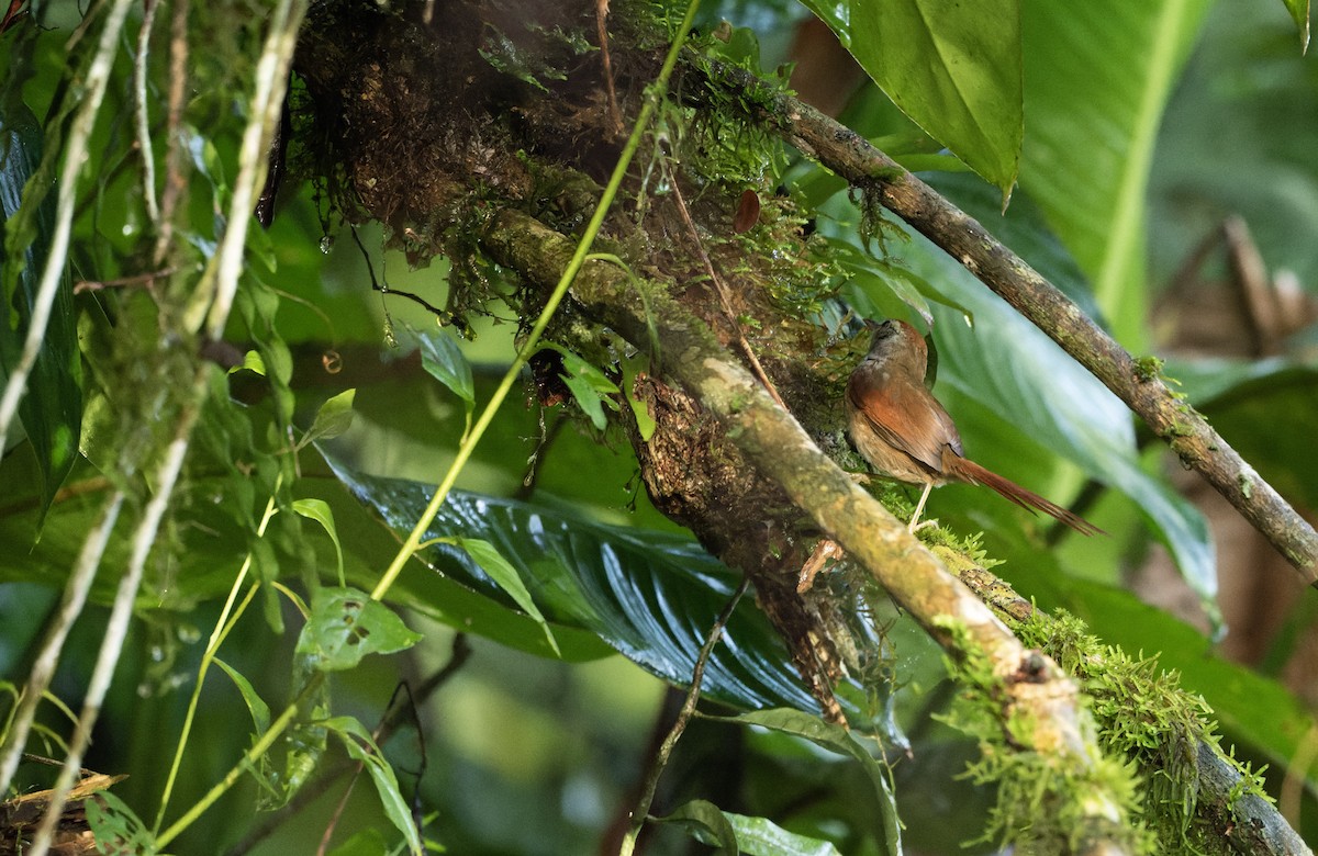 Rufous-capped Spinetail - ML616657810