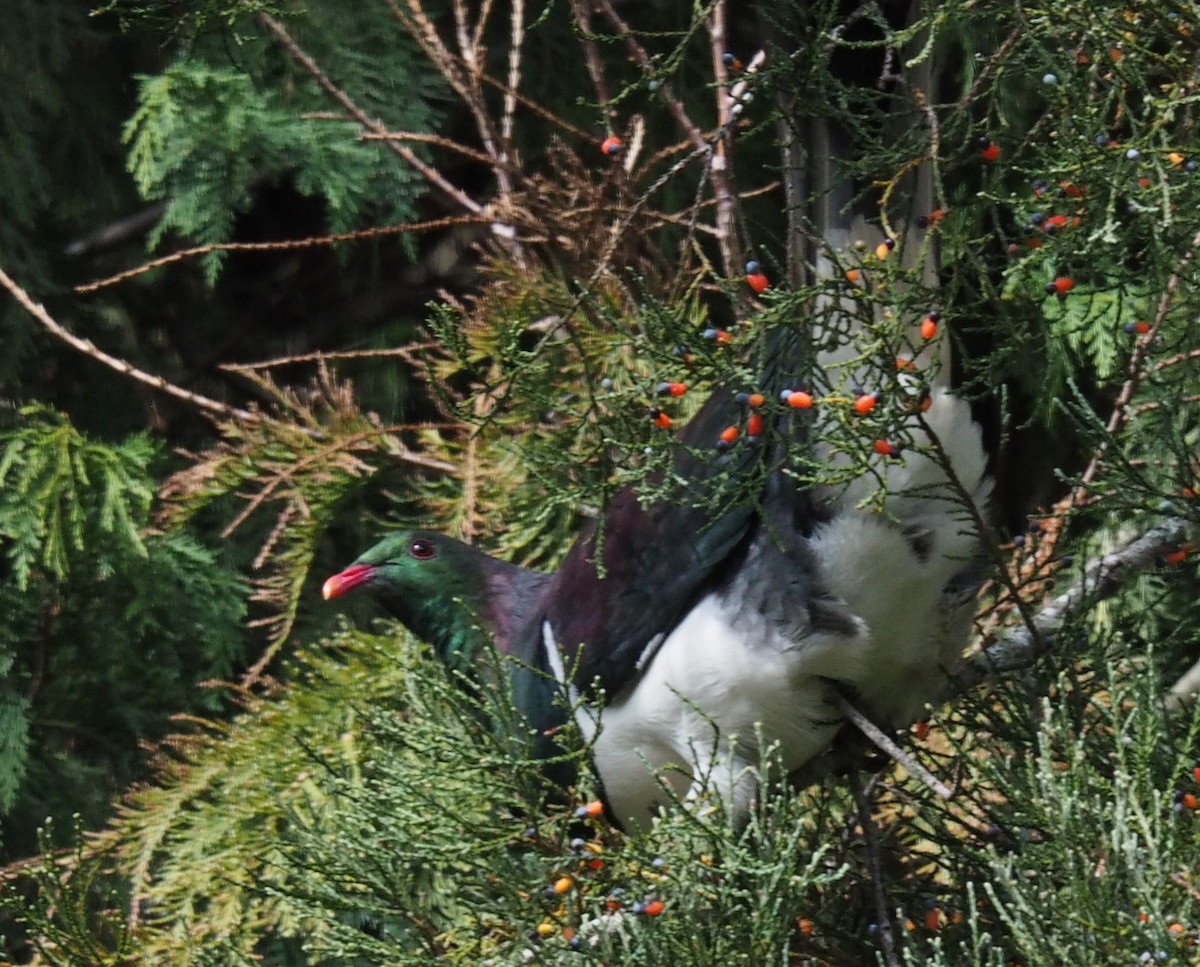 New Zealand Pigeon - ML616657964