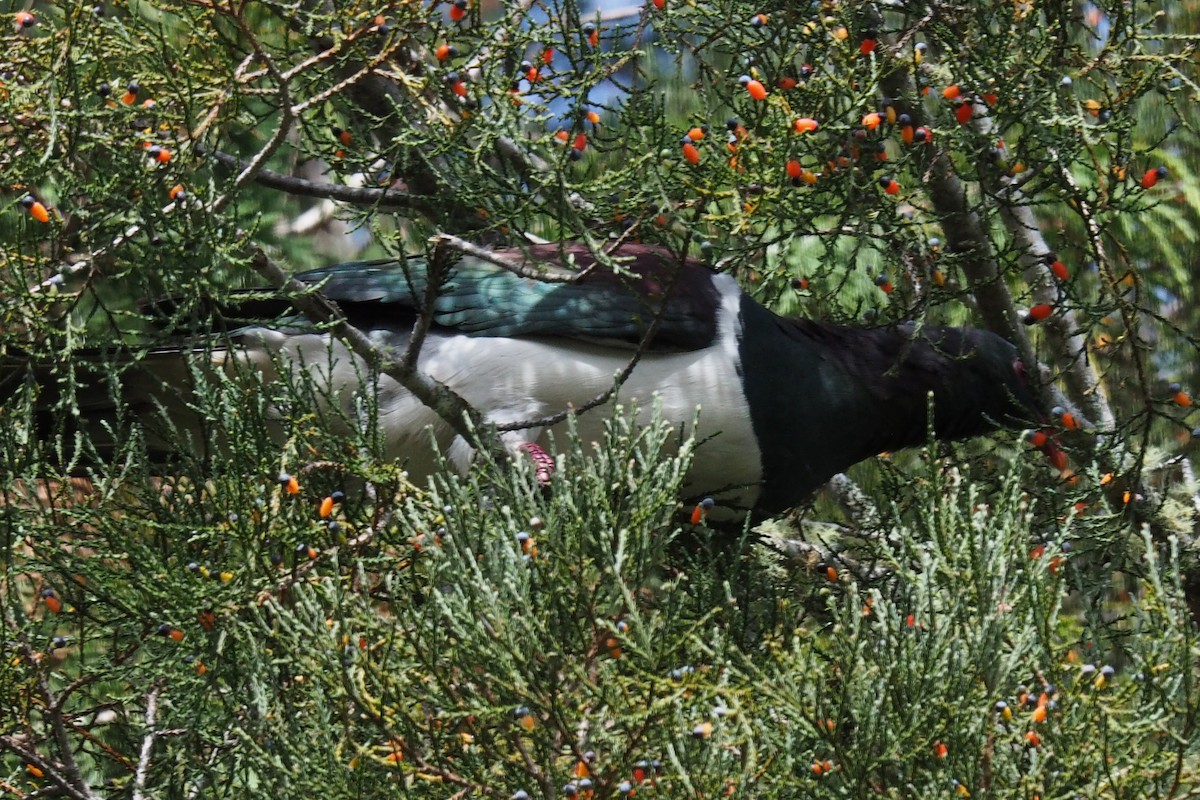 New Zealand Pigeon - ML616657965