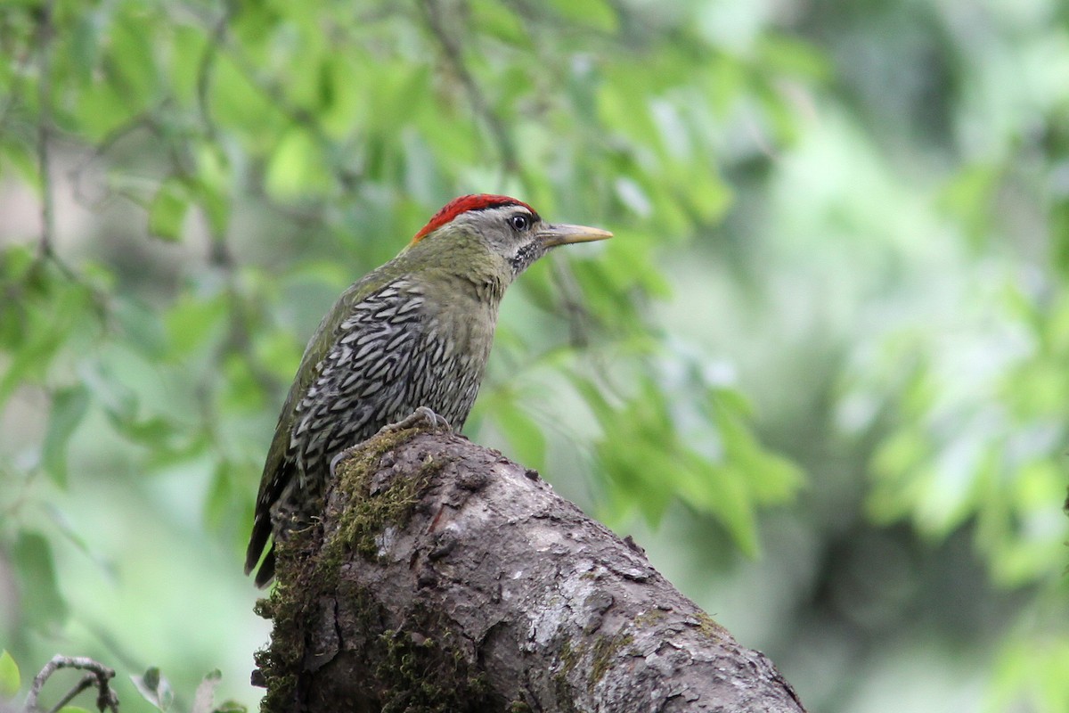 Scaly-bellied Woodpecker - ML616657994