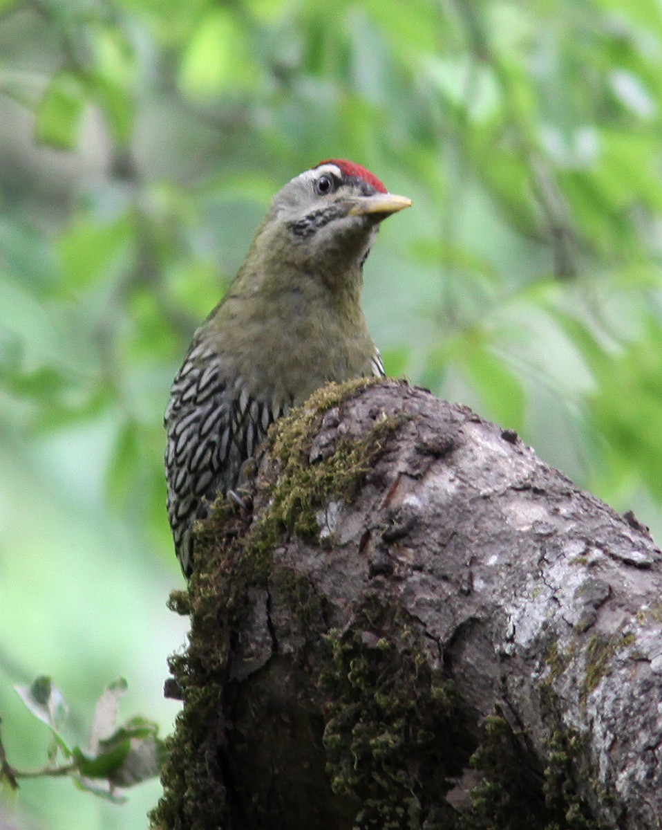 Scaly-bellied Woodpecker - ML616658021