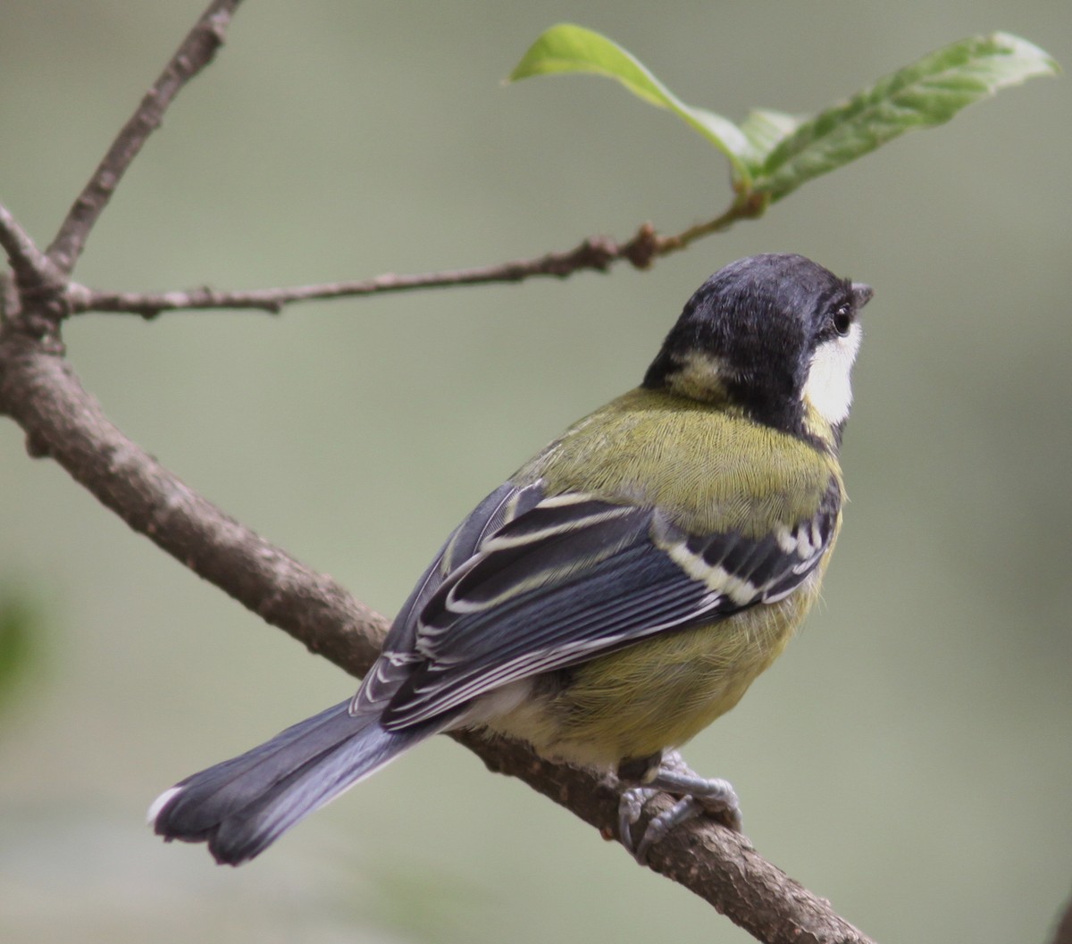 Green-backed Tit - ML616658158