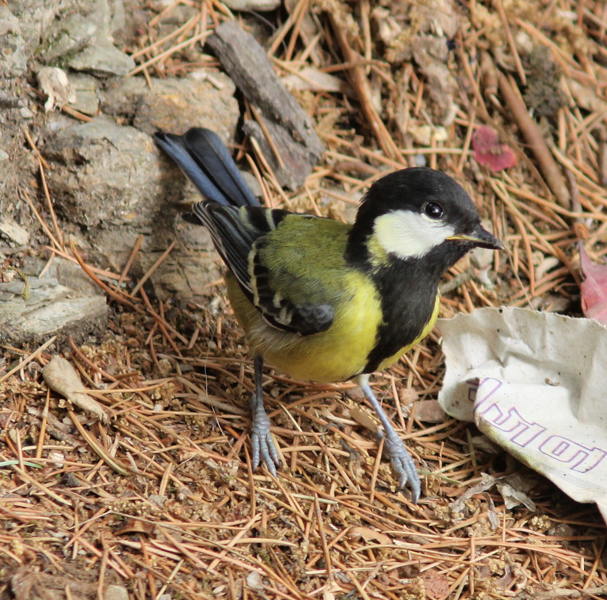 Green-backed Tit - ML616658159