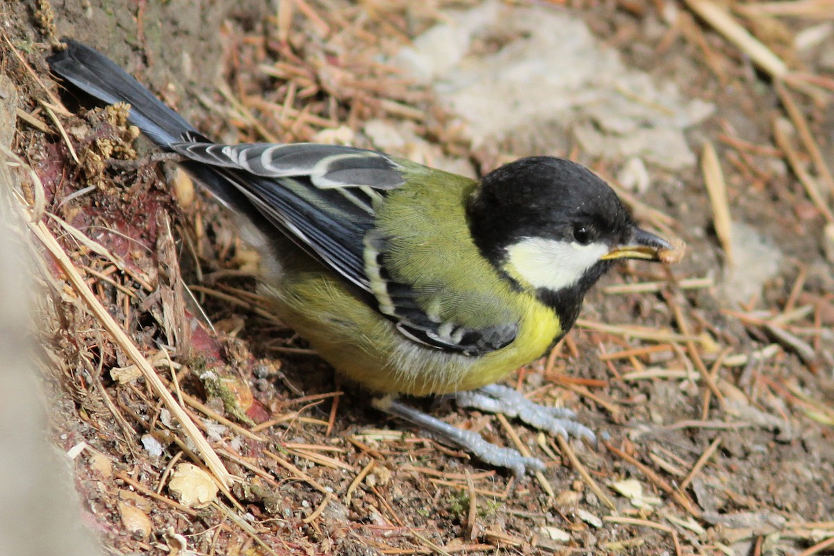 Green-backed Tit - ML616658160