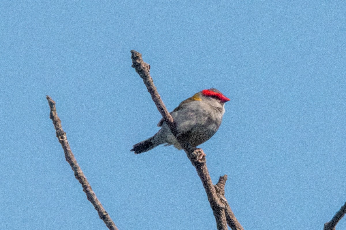 Red-browed Firetail - Spat Cannon