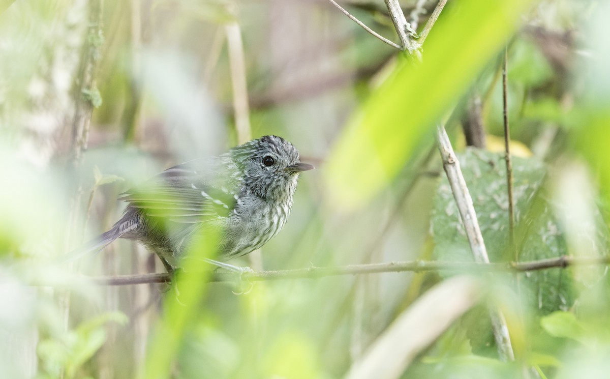 Dusky-tailed Antbird - Marky Mutchler