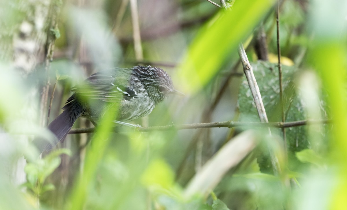 Dusky-tailed Antbird - ML616658206