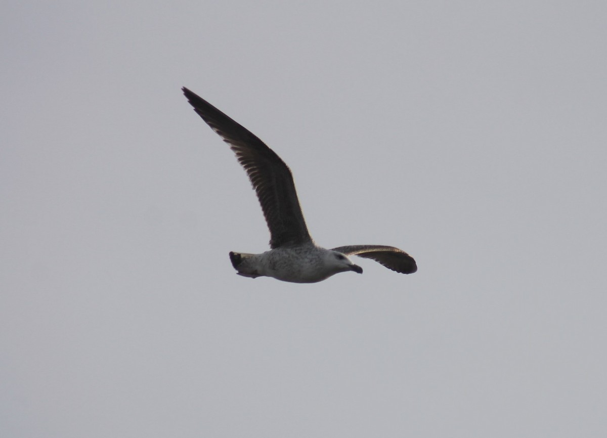 Great Black-backed Gull - Paige O