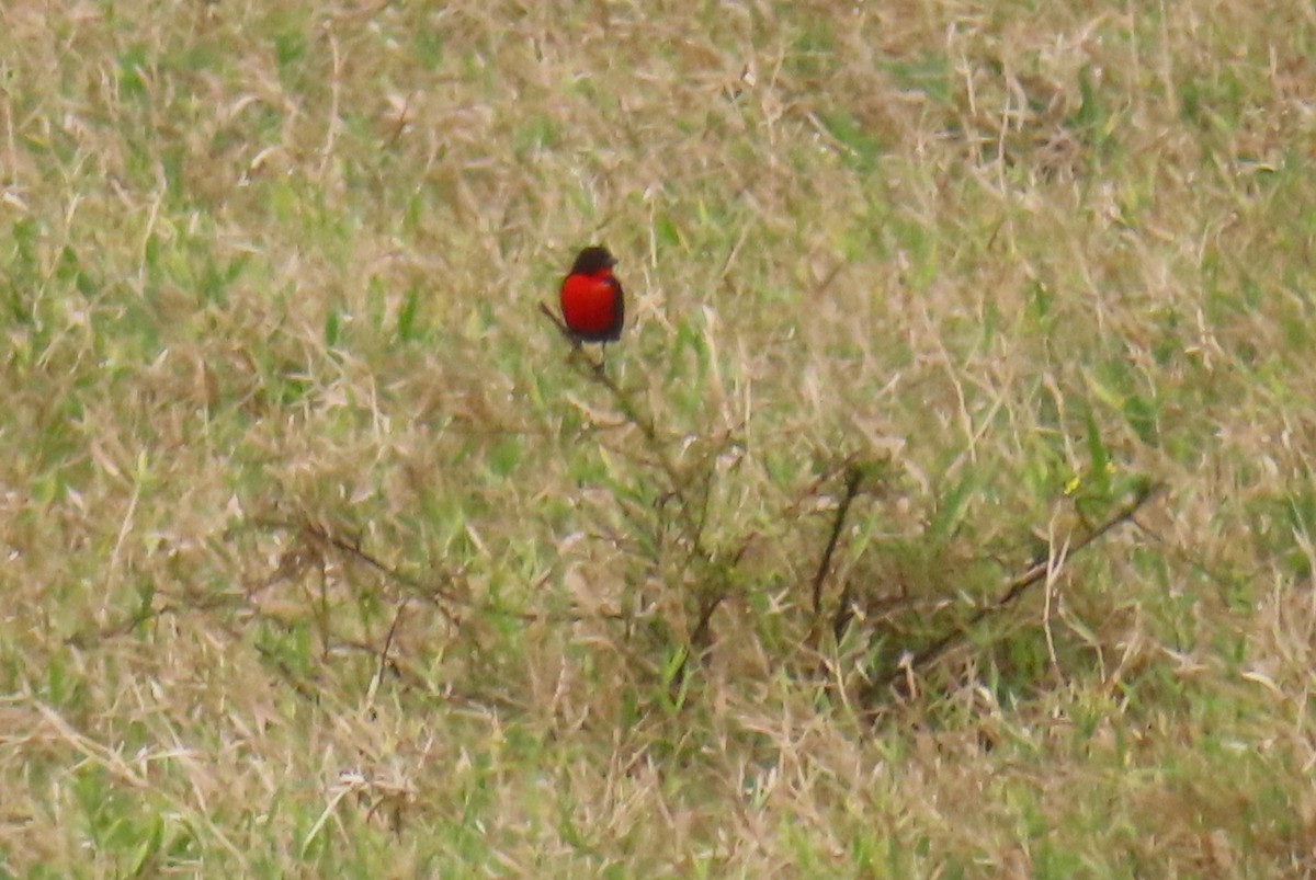 Red-breasted Meadowlark - ML616658268