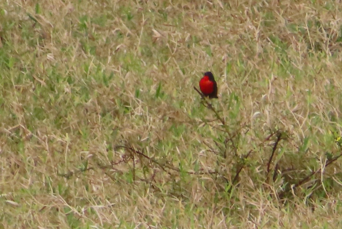 Red-breasted Meadowlark - ML616658269