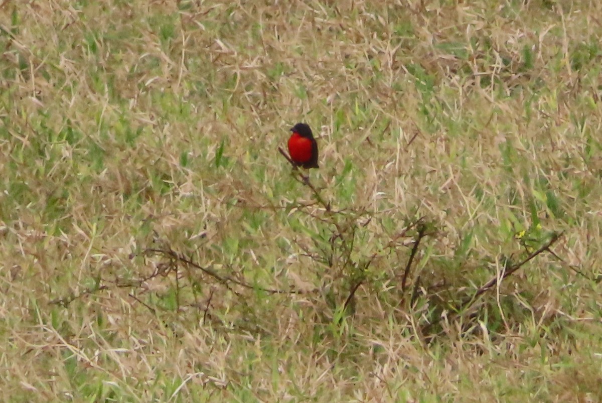 Red-breasted Meadowlark - ML616658303