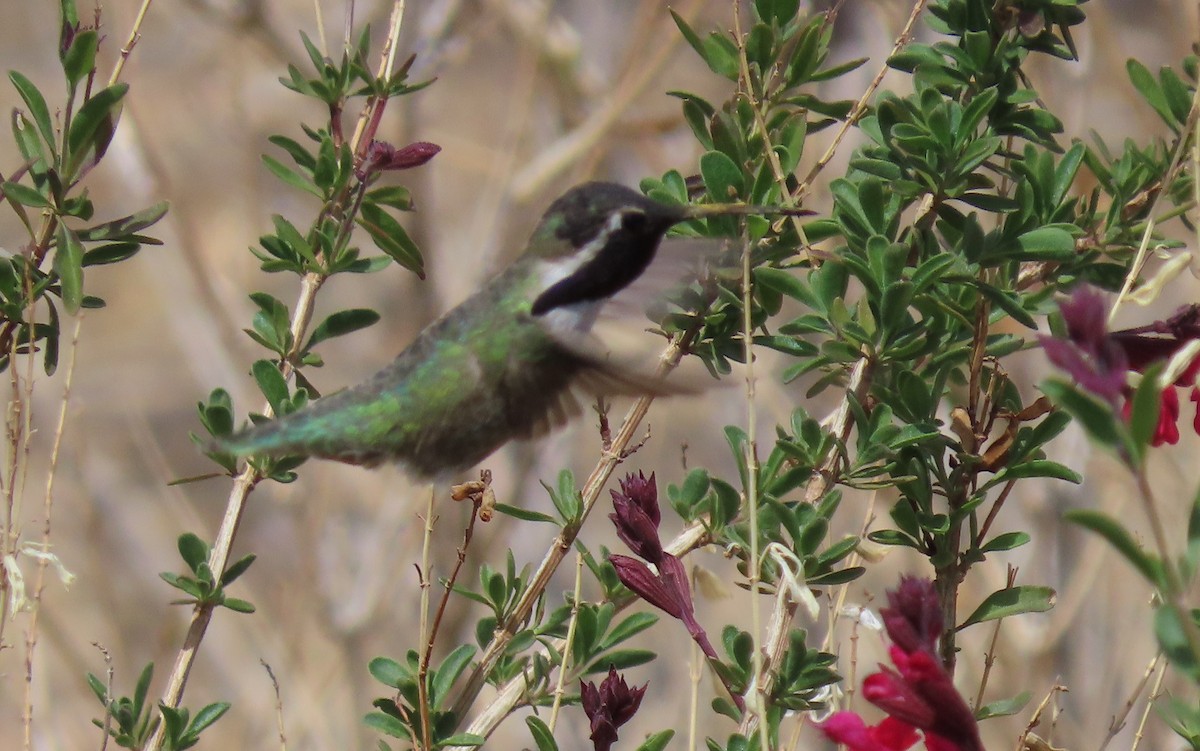 Costa's Hummingbird - ML616658336