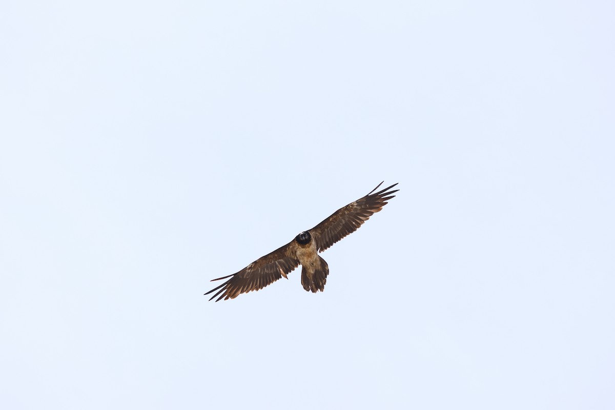 Bearded Vulture - ML616658341