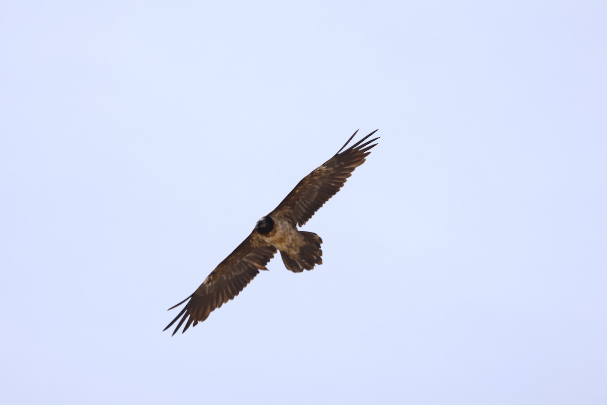 Bearded Vulture - ML616658343