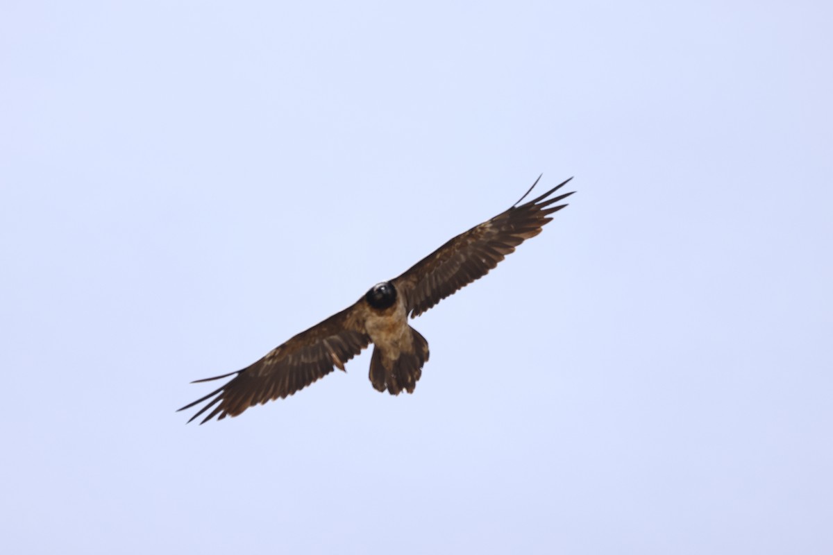 Bearded Vulture - ML616658345