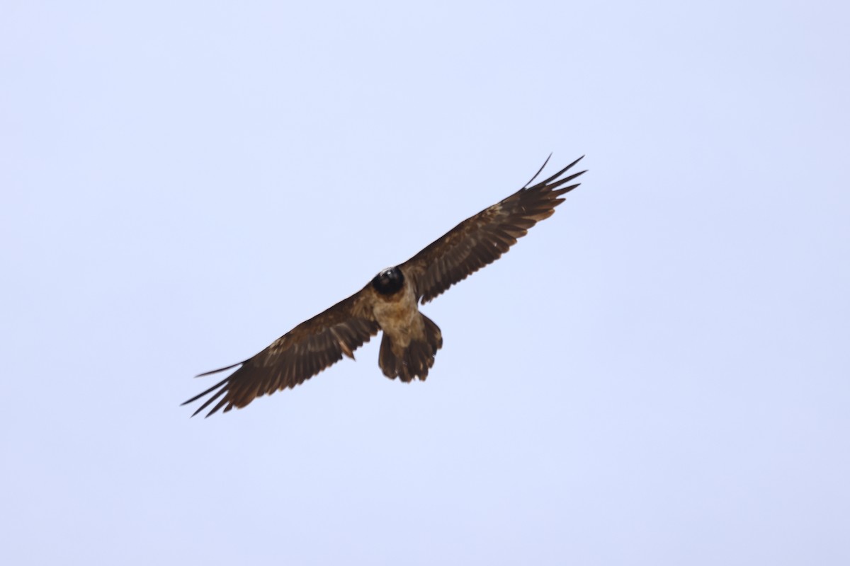Bearded Vulture - ML616658346