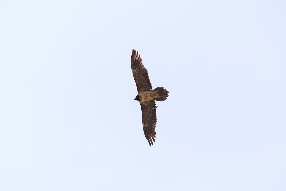 Bearded Vulture - ML616658358