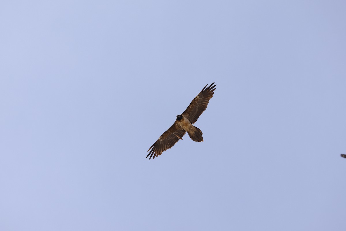 Bearded Vulture - ML616658359