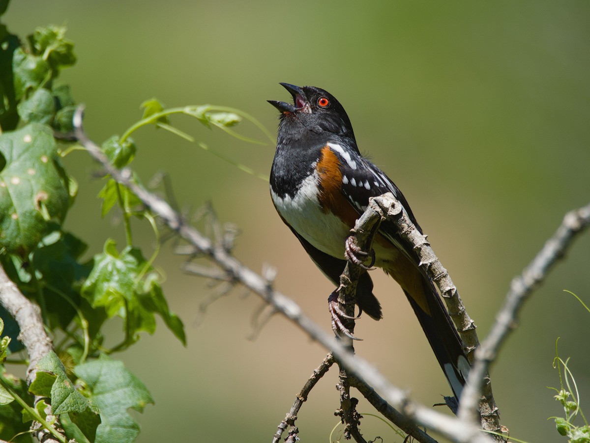 Spotted Towhee - ML616658589