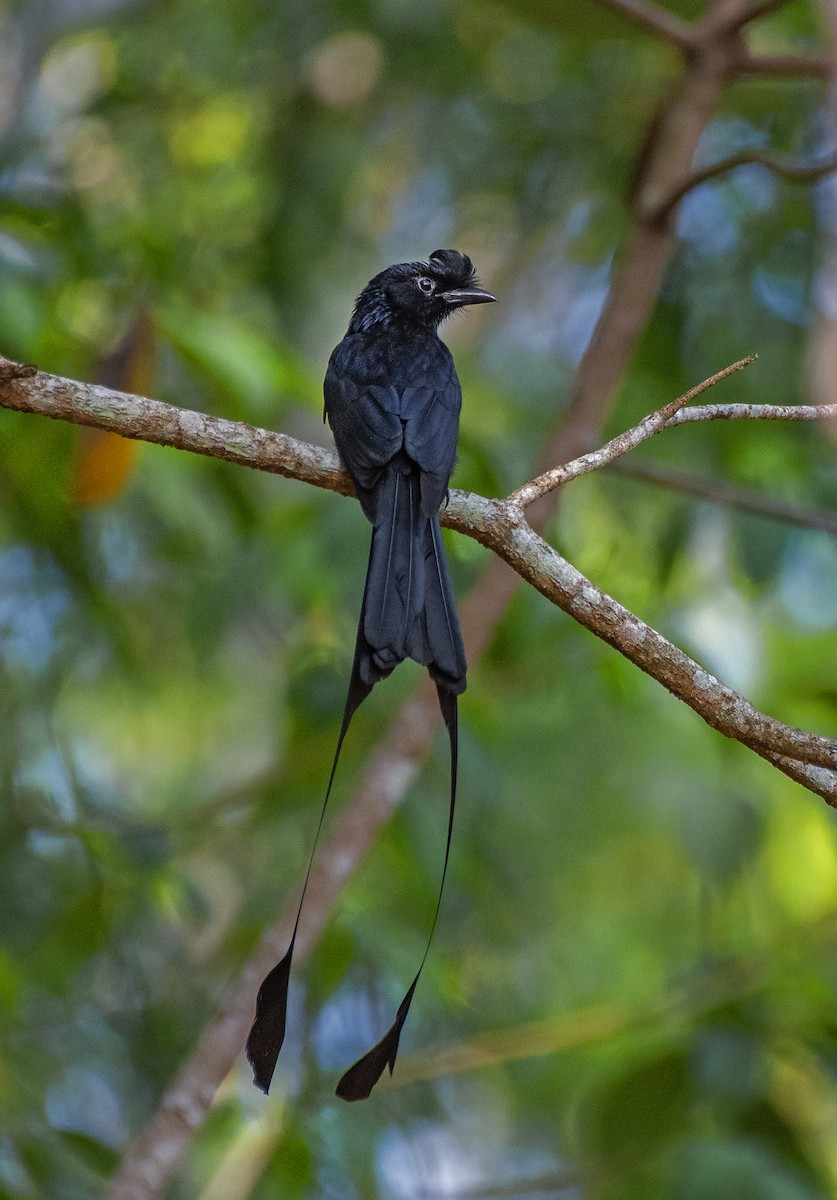 Greater Racket-tailed Drongo - ML616658603