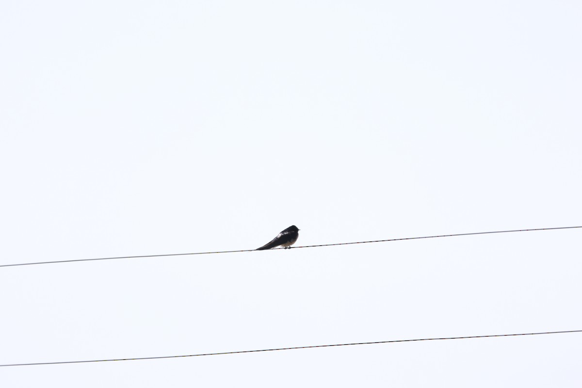 Barn Swallow - ML616658625