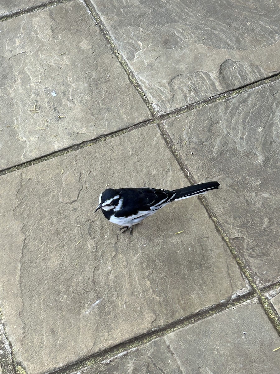 African Pied Wagtail - ML616658676