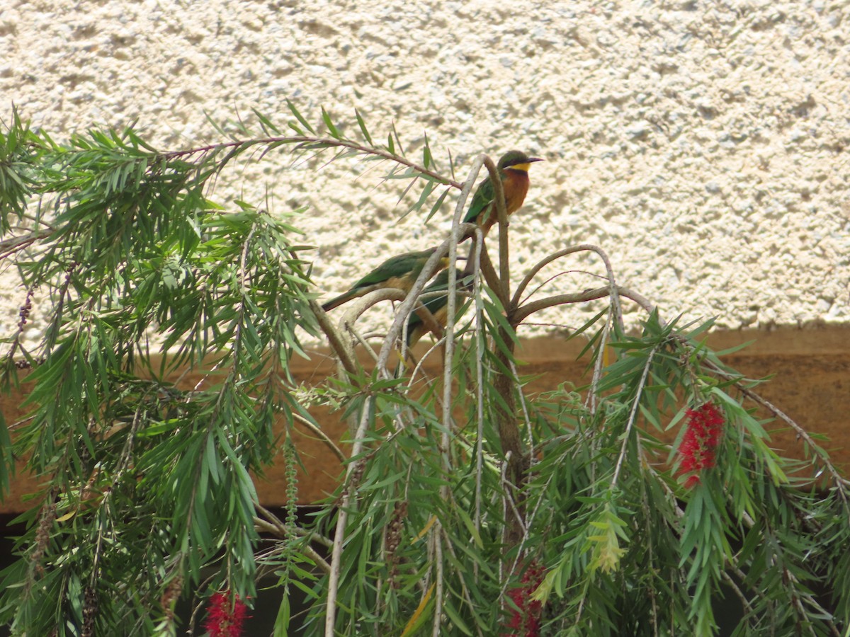 Cinnamon-chested Bee-eater - ML616658704