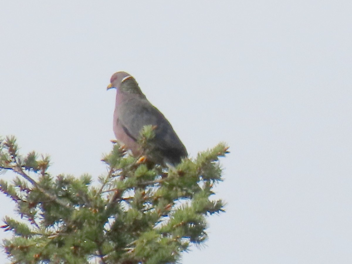 Band-tailed Pigeon - ML616658706