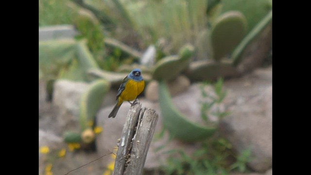 Blue-and-yellow Tanager - ML616658886
