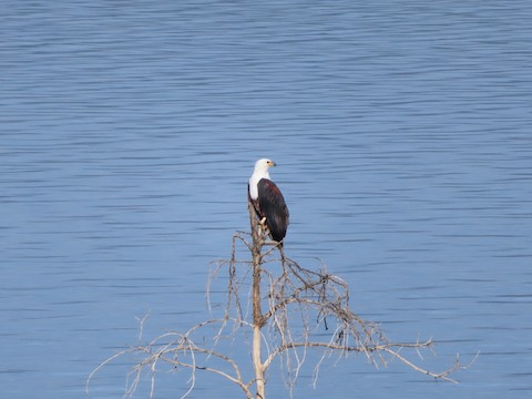 Jason Latray Fishing