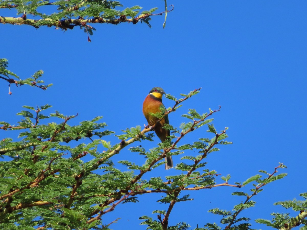 Cinnamon-chested Bee-eater - ML616659087